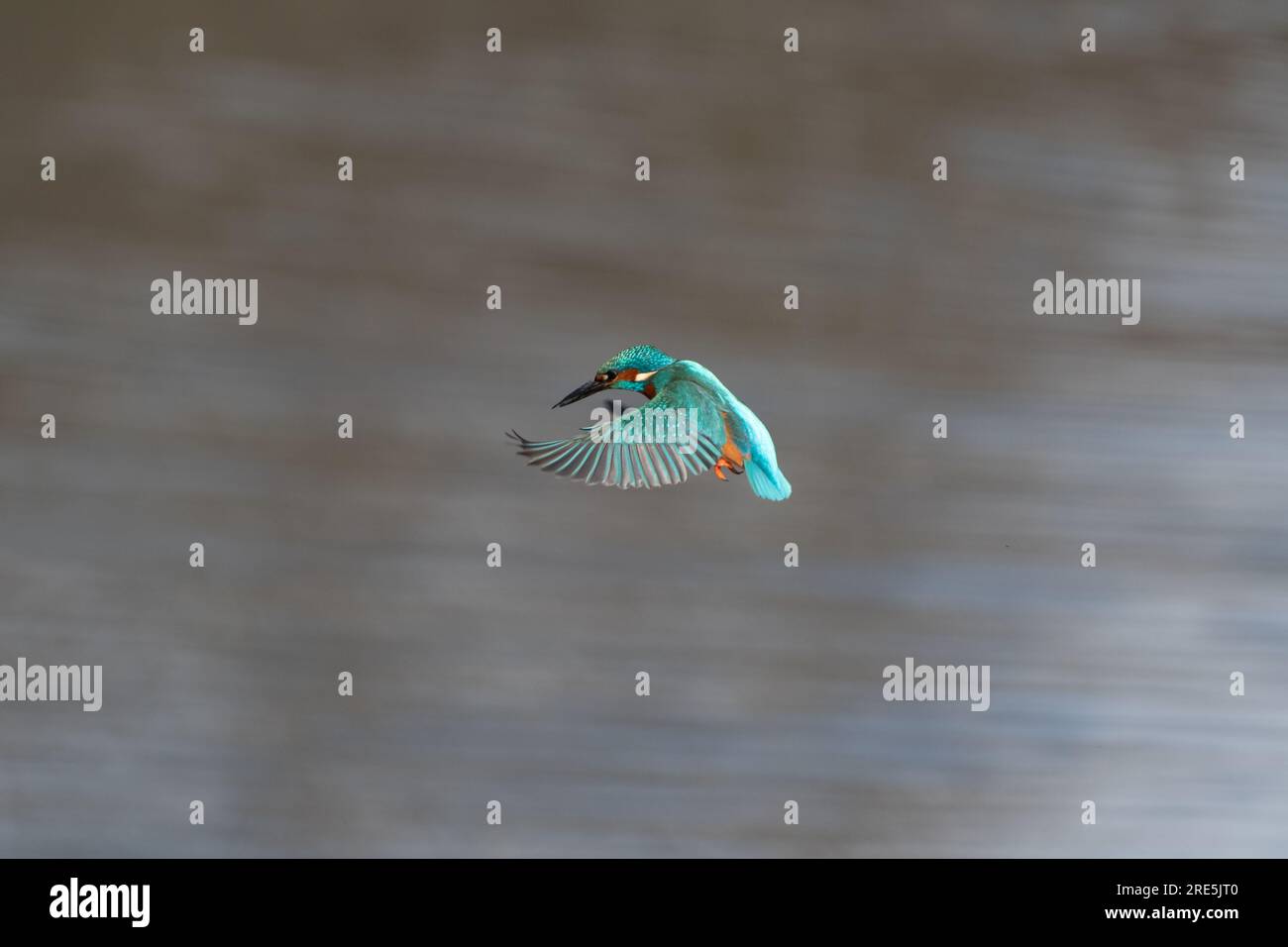 Schwebende Kingfisher Stockfoto