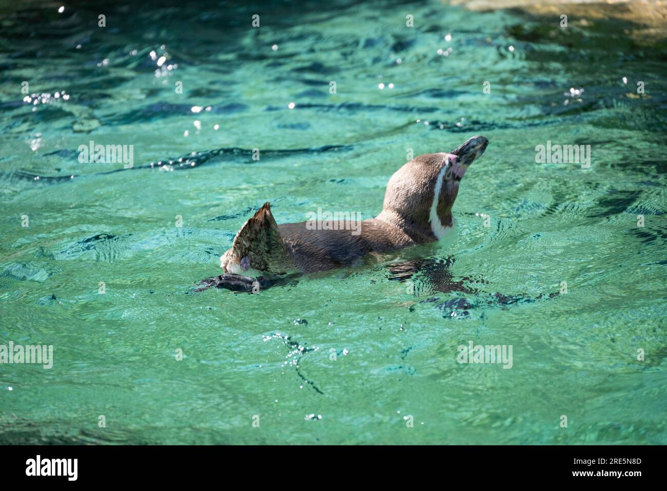 Humboldt-Pinguin schwimmen Stockfoto