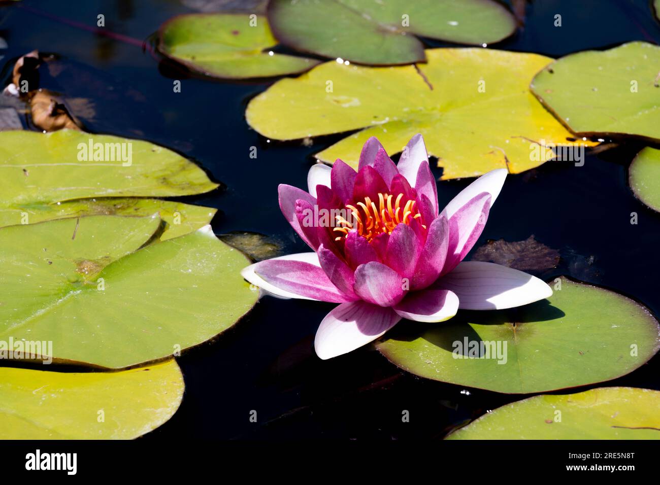 Pink lotus Stockfoto
