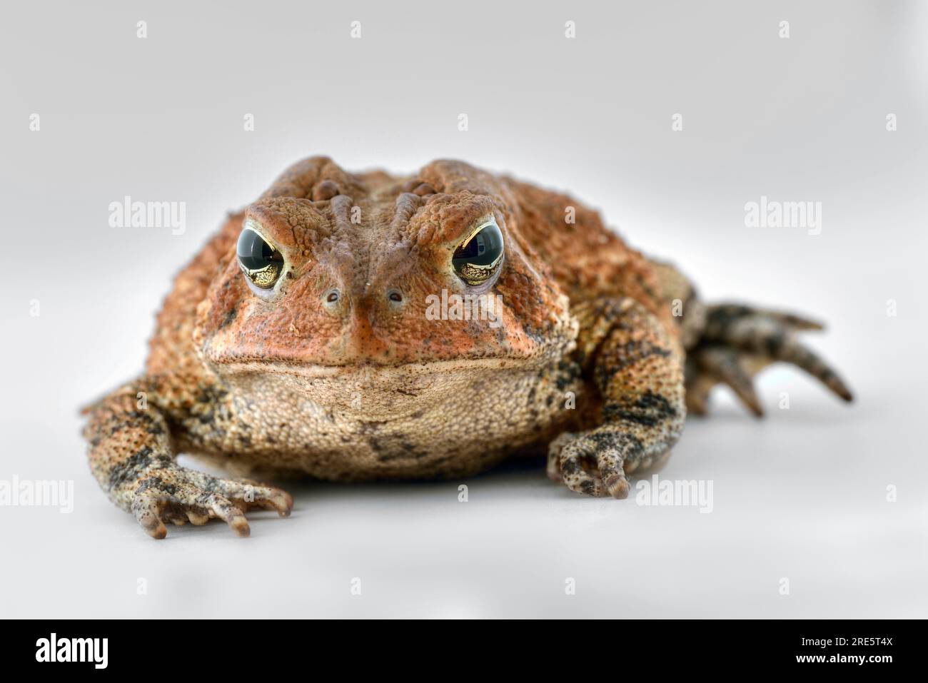 Frosch. Kröte (Bufo bufo) isoliert auf weißem Hintergrund. Stockfoto