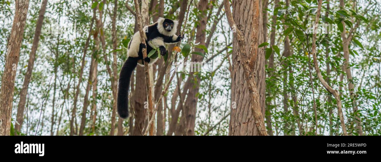 Porträt eines braunen Maki Lemur aus der Nähe des Lemurs im Wald von Madagaskar Stockfoto