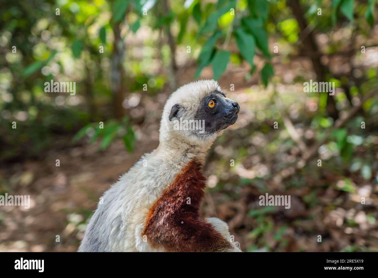 Nahaufnahme von einer Sifaka in ihrer natürlichen Umgebung im Regenwald von Andasibe auf der Insel Madagaskar Stockfoto