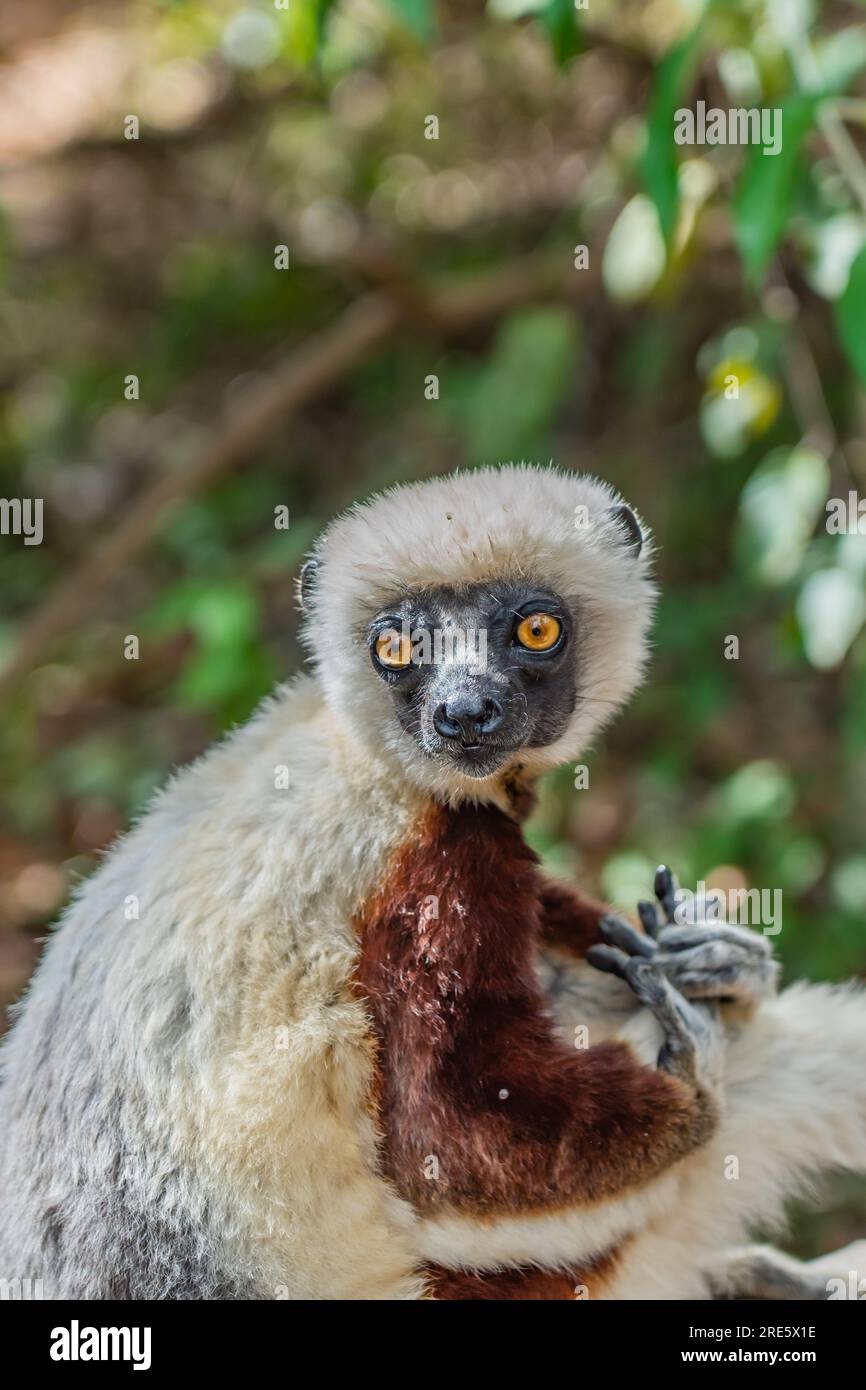 Nahaufnahme von einer Sifaka in ihrer natürlichen Umgebung im Regenwald von Andasibe auf der Insel Madagaskar, vertikal Stockfoto