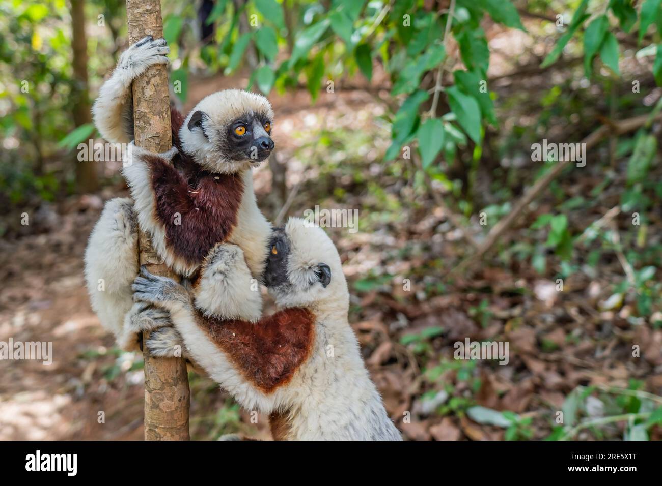 Nahaufnahme von zwei diademischen Sifaka in seiner natürlichen Umgebung im Regenwald von Andasibe auf der Insel Madagaskar Stockfoto