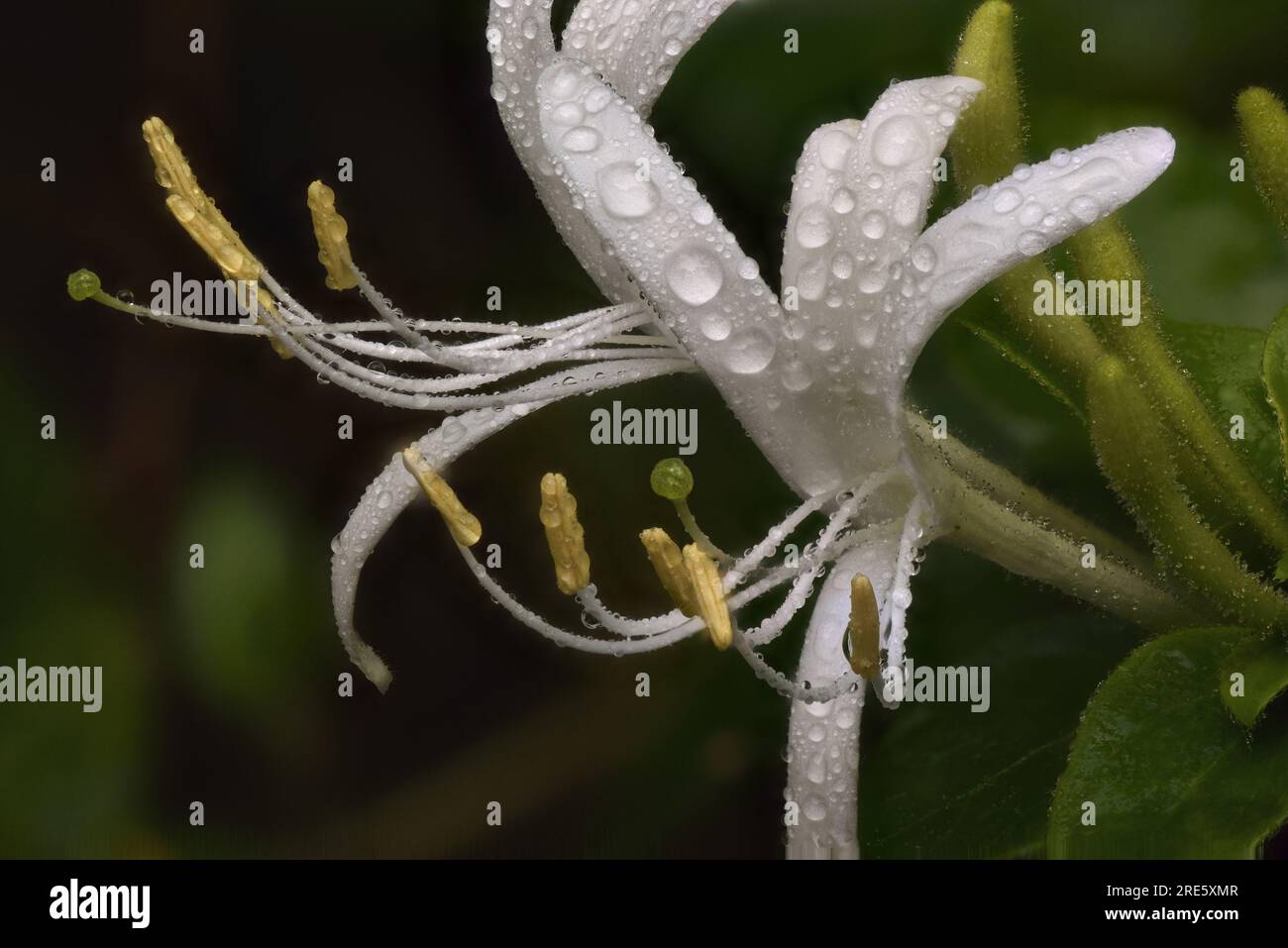 Japanisches Geißblatt (Lonicera japonica) mit einem Paar Blüten, feucht mit Tropfen Morgentau. Stockfoto