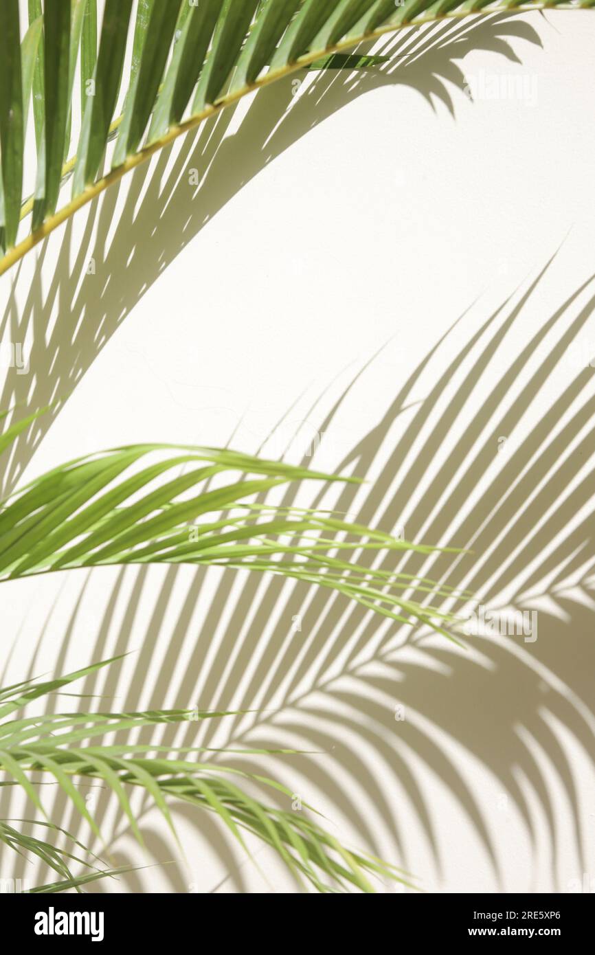 Palmenschatten an der weißen Wand Stockfoto