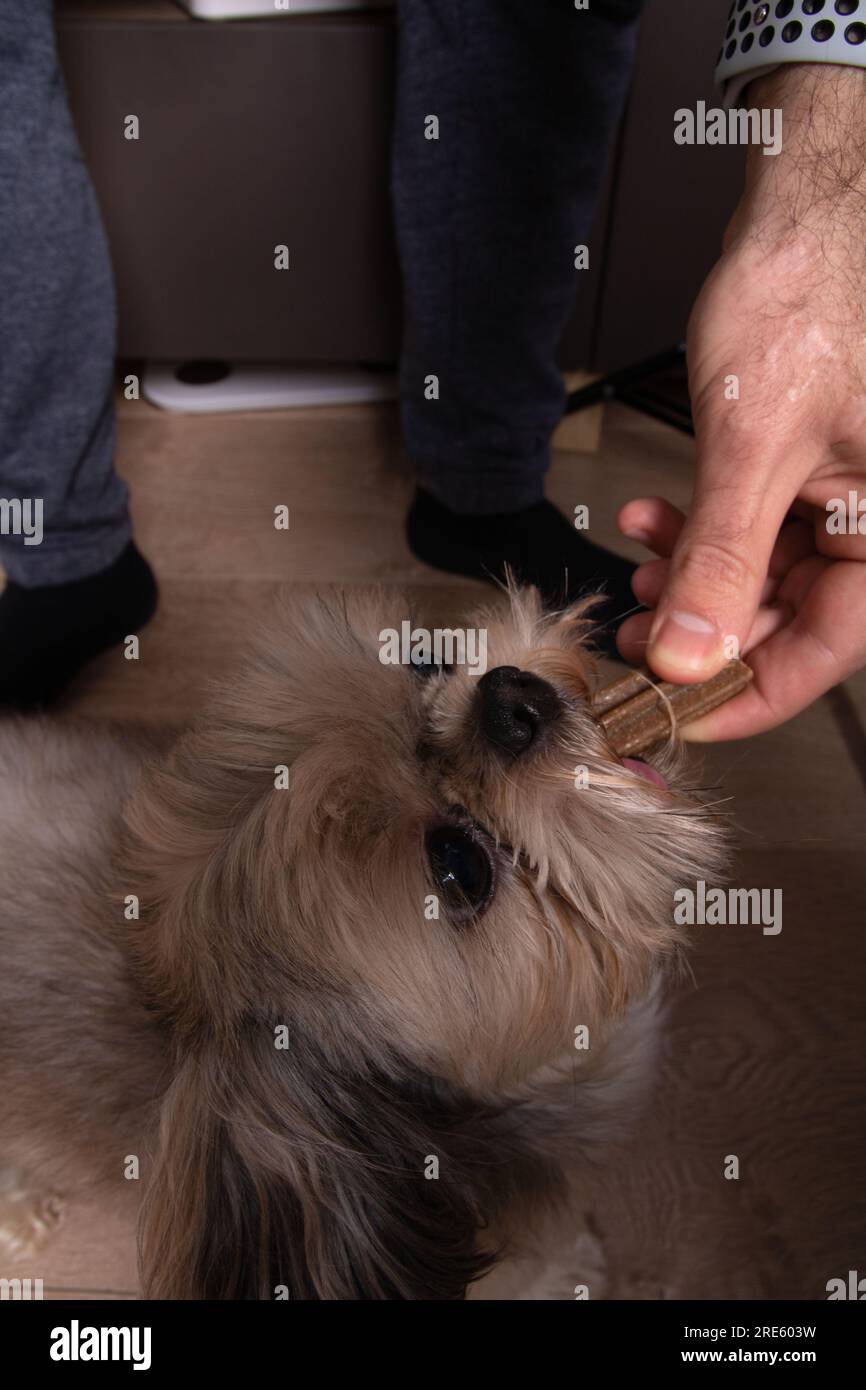 Foto-Tier Shih Tzu isst einen Hundescheiß, im Rahmen ist eine menschliche Hand, Draufsicht Stockfoto
