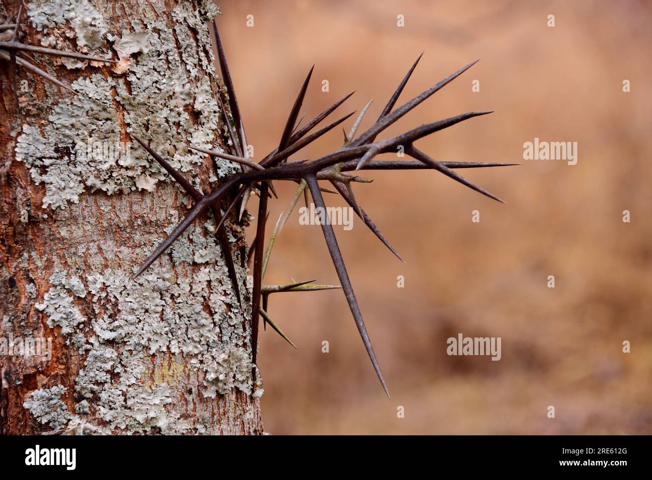 Große verzweigte Dornen auf dem Honigbaum (Gleditsia triacanthos), auch bekannt als Dornhacust. Stockfoto