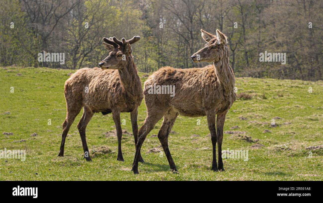 Dammwild in Putbus, Rügen, Deutschland Stockfoto