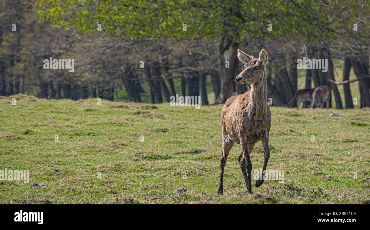 Dammwild in Putbus, Rügen, Deutschland Stockfoto