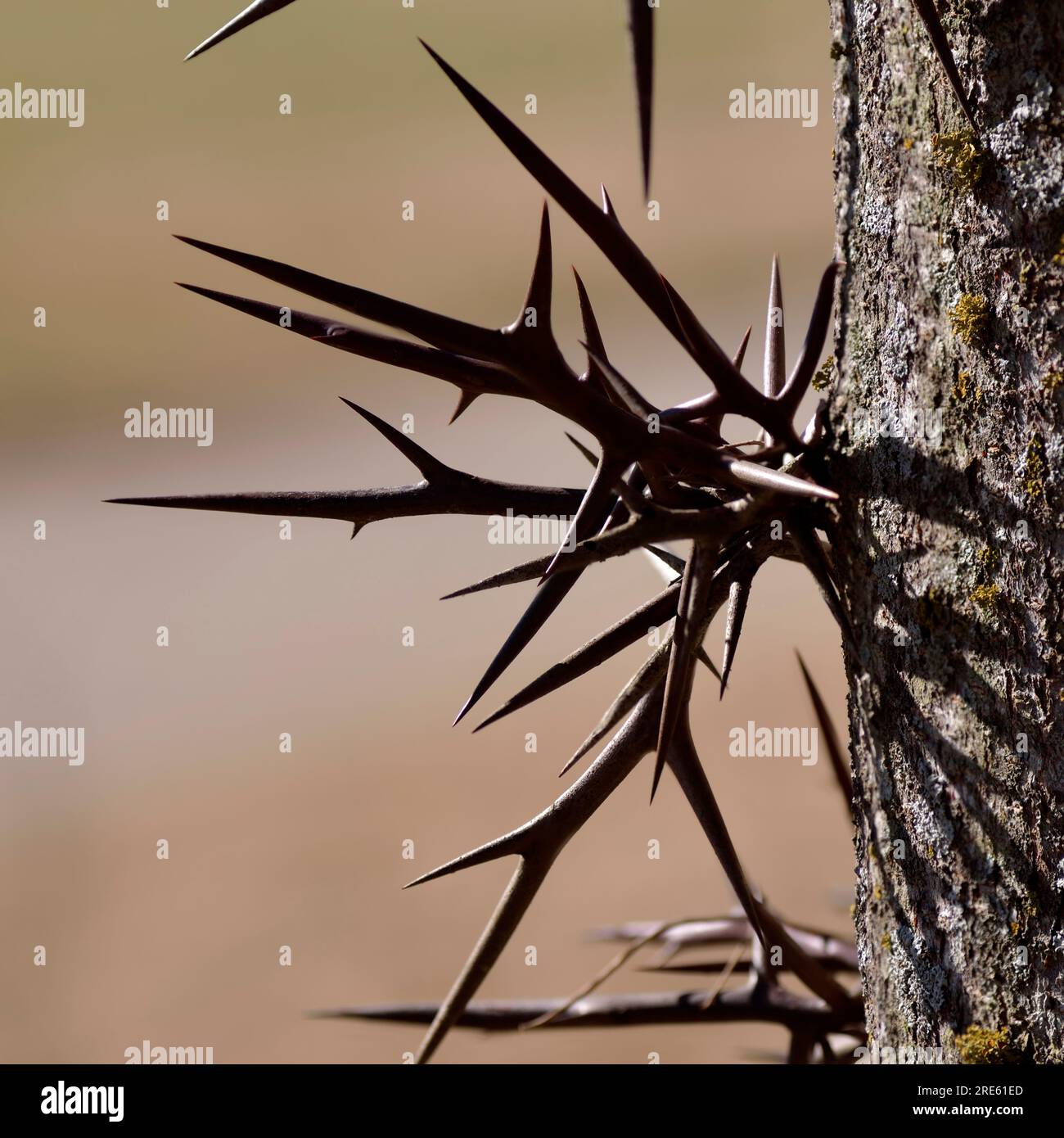 Große verzweigte Dornen auf dem Honigbaum (Gleditsia triacanthos), auch bekannt als Dornhacust. Stockfoto