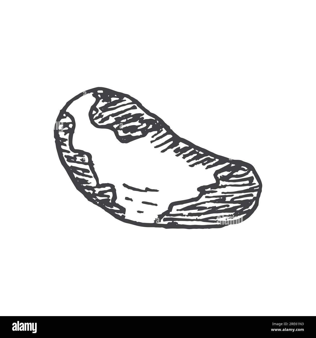 Brasilianische Nuss. Handgezeichnete Vektordarstellung im Skizzenstil. Stock Vektor