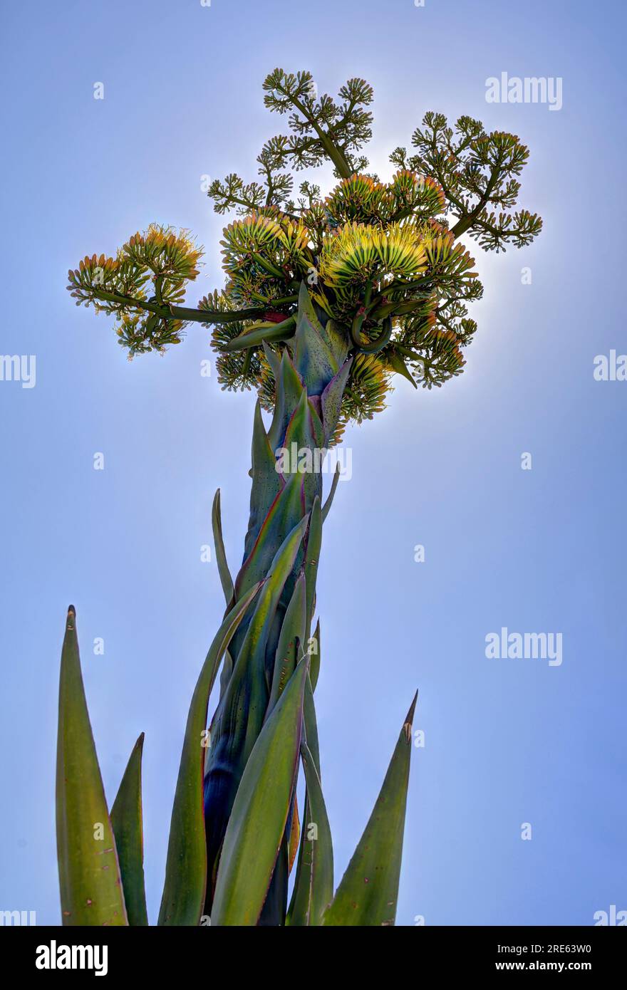 Blühende Agave-Pflanze Stockfoto