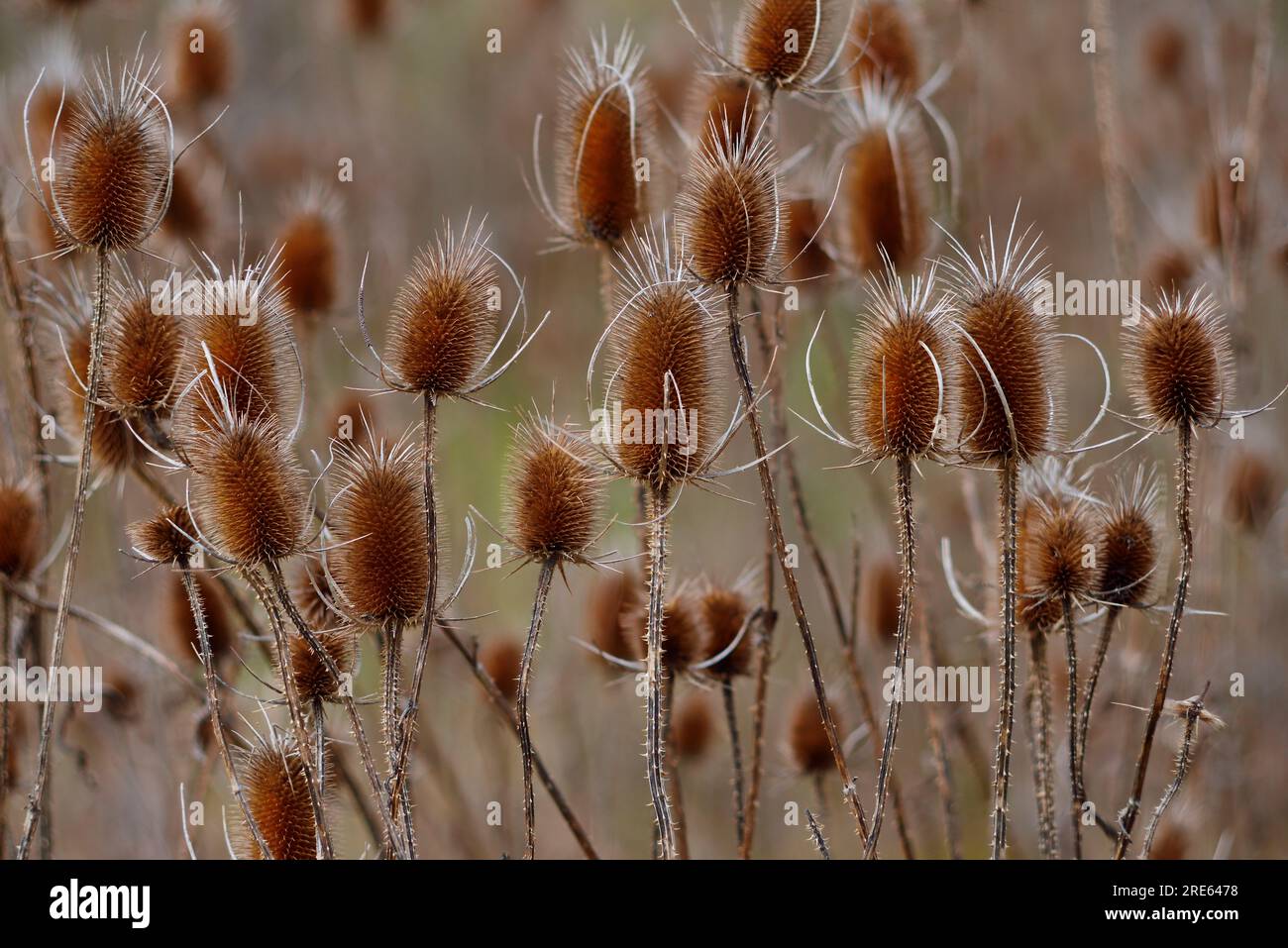 Herbstwildblume, wilder Teesel (Dipsacus Fullonum) mit verschwommenem natürlichen Hintergrund. Stockfoto