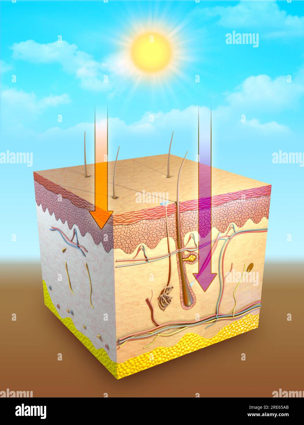 Abbildung der ermüdenden Wirkung von UV-Strahlen auf verschiedene Hautpartien. Digitale Illustration, 3D-Rendering. Stockfoto