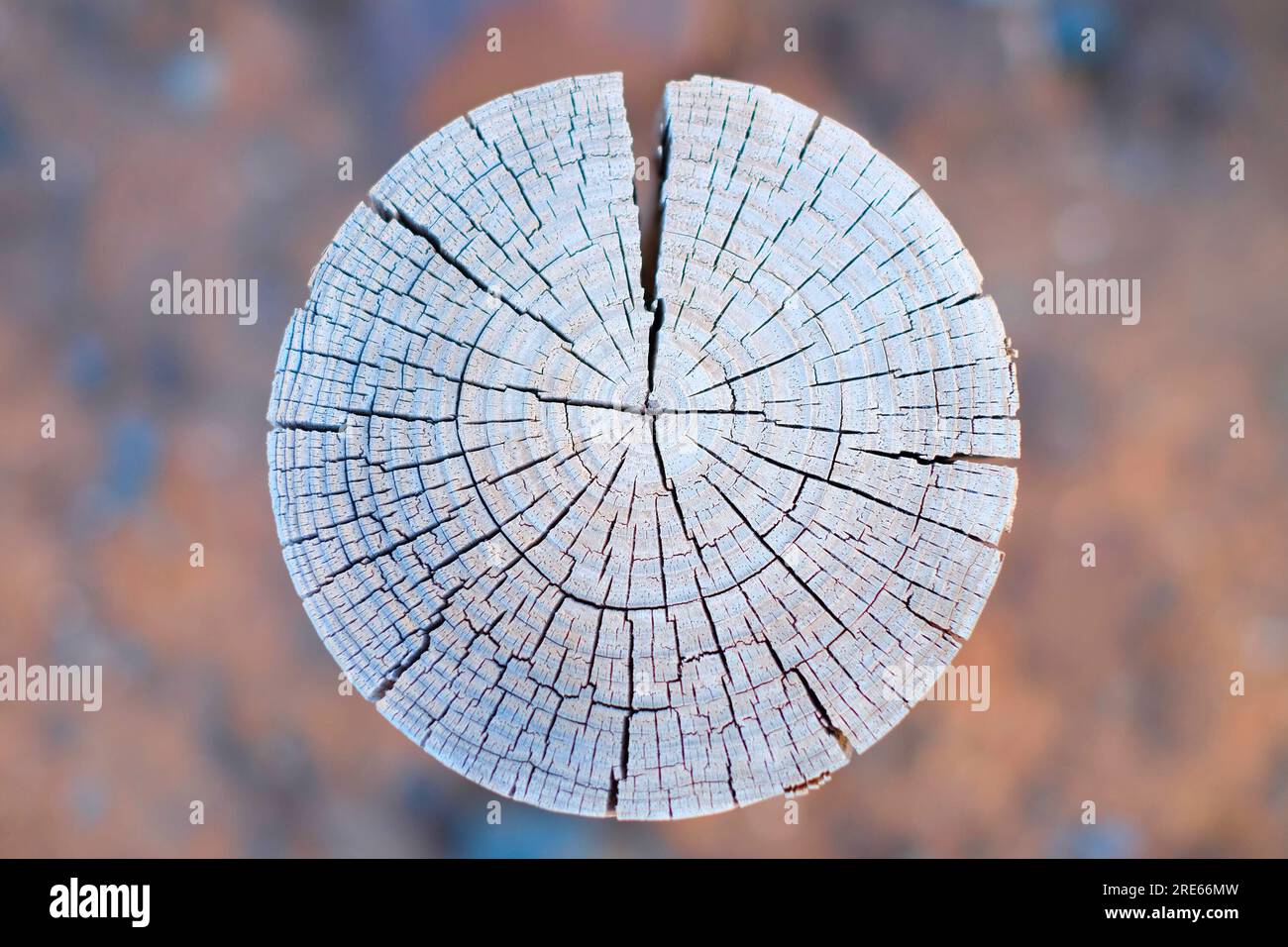 Perfekte Wachstumsringe auf einem verwitterten Holzstumpf. Stockfoto