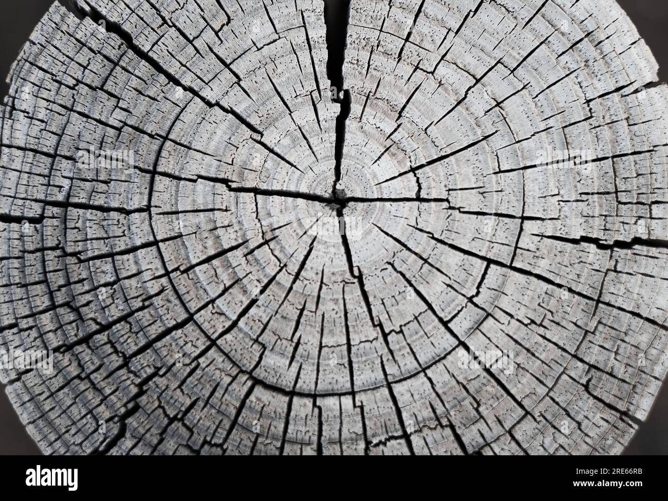 Wunderschöne symmetrische Wachstumsringe auf einem verwitterten Holzstumpf. Stockfoto