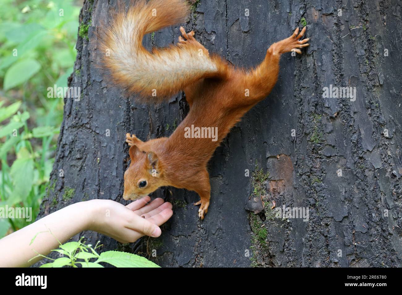 Eichhörnchen nimmt eine Nuss aus einer menschlichen Hand. Fütterung wilder Tiere in einem Sommerpark, hungriges Eichhörnchen auf dem Baumstamm, Vertrauen- und Pflegekonzept Stockfoto
