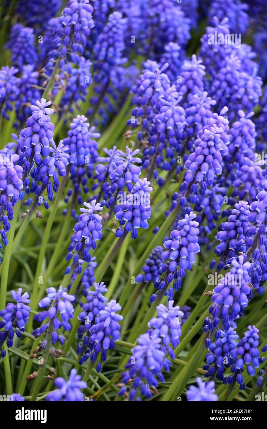 Muscari blühen im Frühling im Blumenbeet Stockfoto