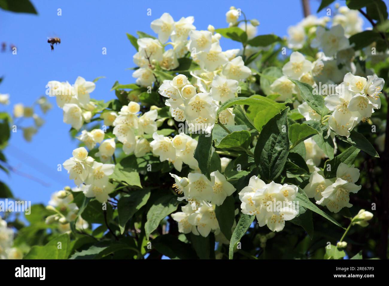 Frühlingsblüten im GartenJasminbusch Stockfoto