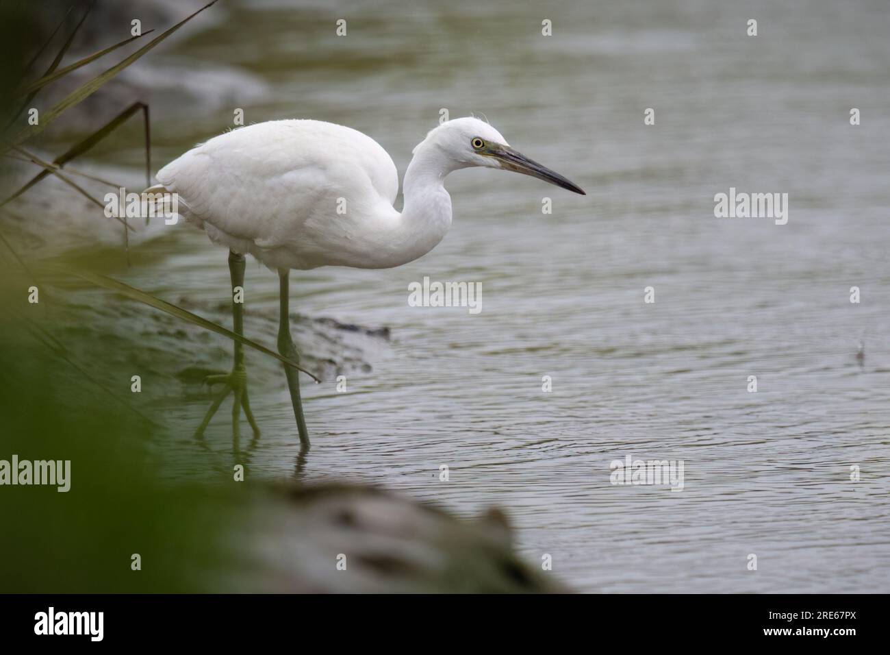 Little Eret (Egretta garzetta), Two Tree Island Nature Reserve, Leigh-on-Sea, Essex, Großbritannien. Stockfoto