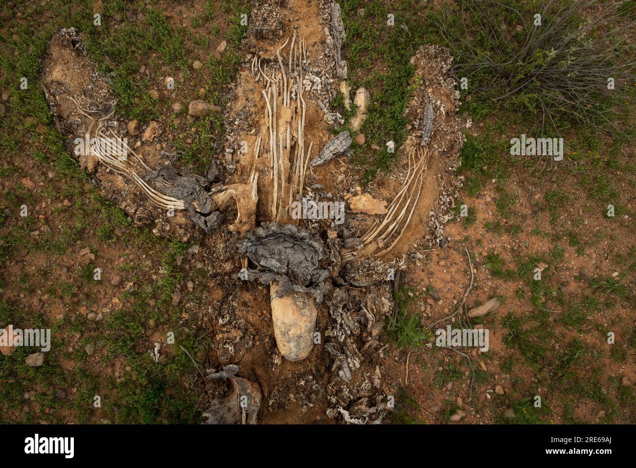 Die Überreste eines gefallenen saguaro-Kaktus hinterlassen einen Eindruck auf dem Wüstenboden im Ironwood Forest National Monument, Sonoran Desert, Eloy, Arizona, USA Stockfoto