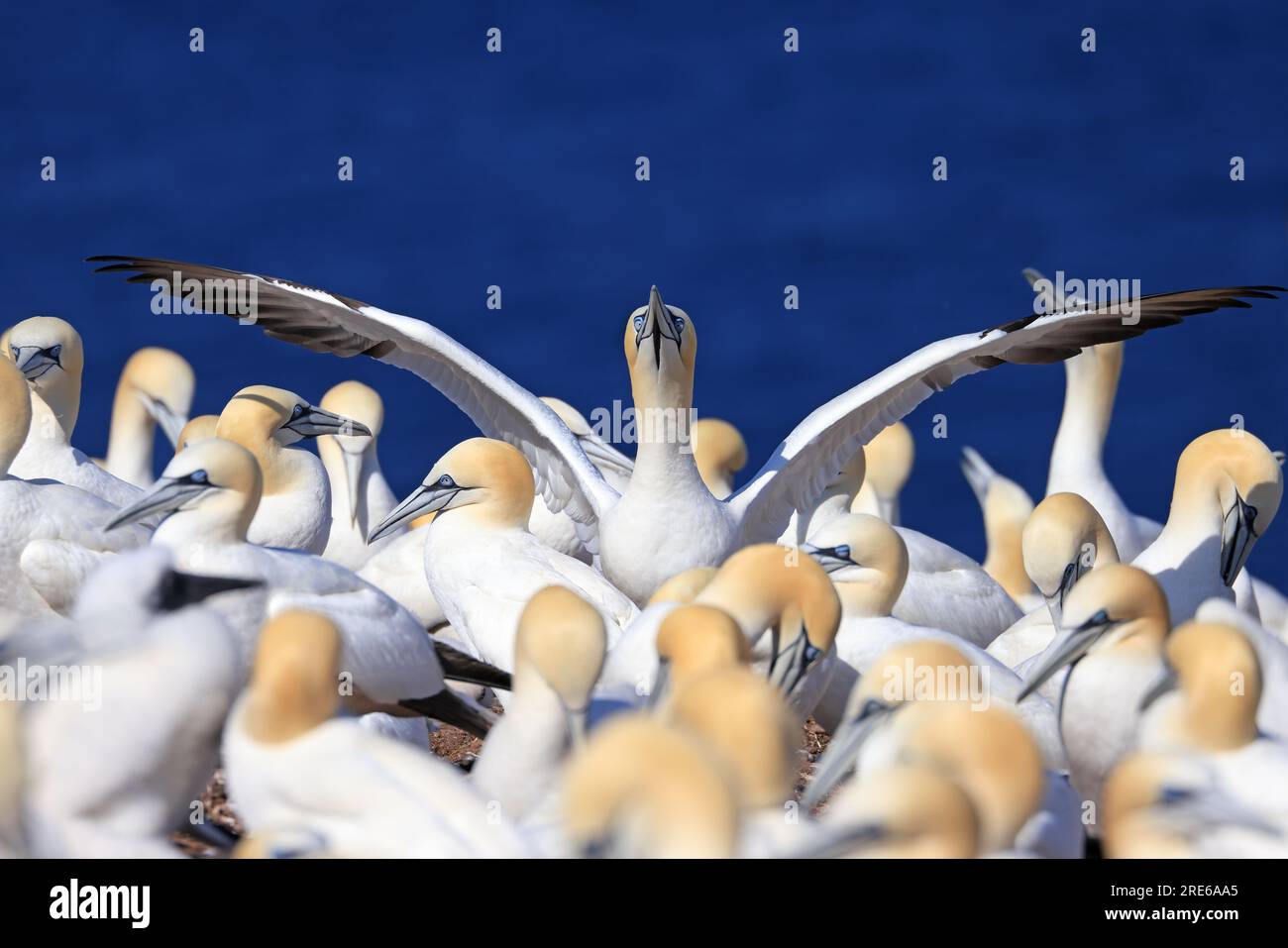 Kolonie von Basstölpeln, Bonaventure Island Quebec, Kanada Stockfoto