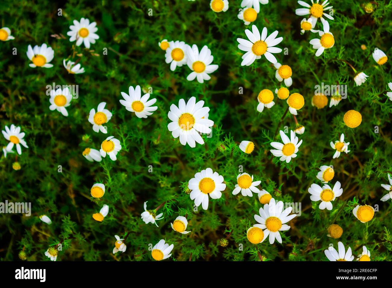Weiße und gelbe Gänseblümchen wachsen auf einer Wiese Stockfoto