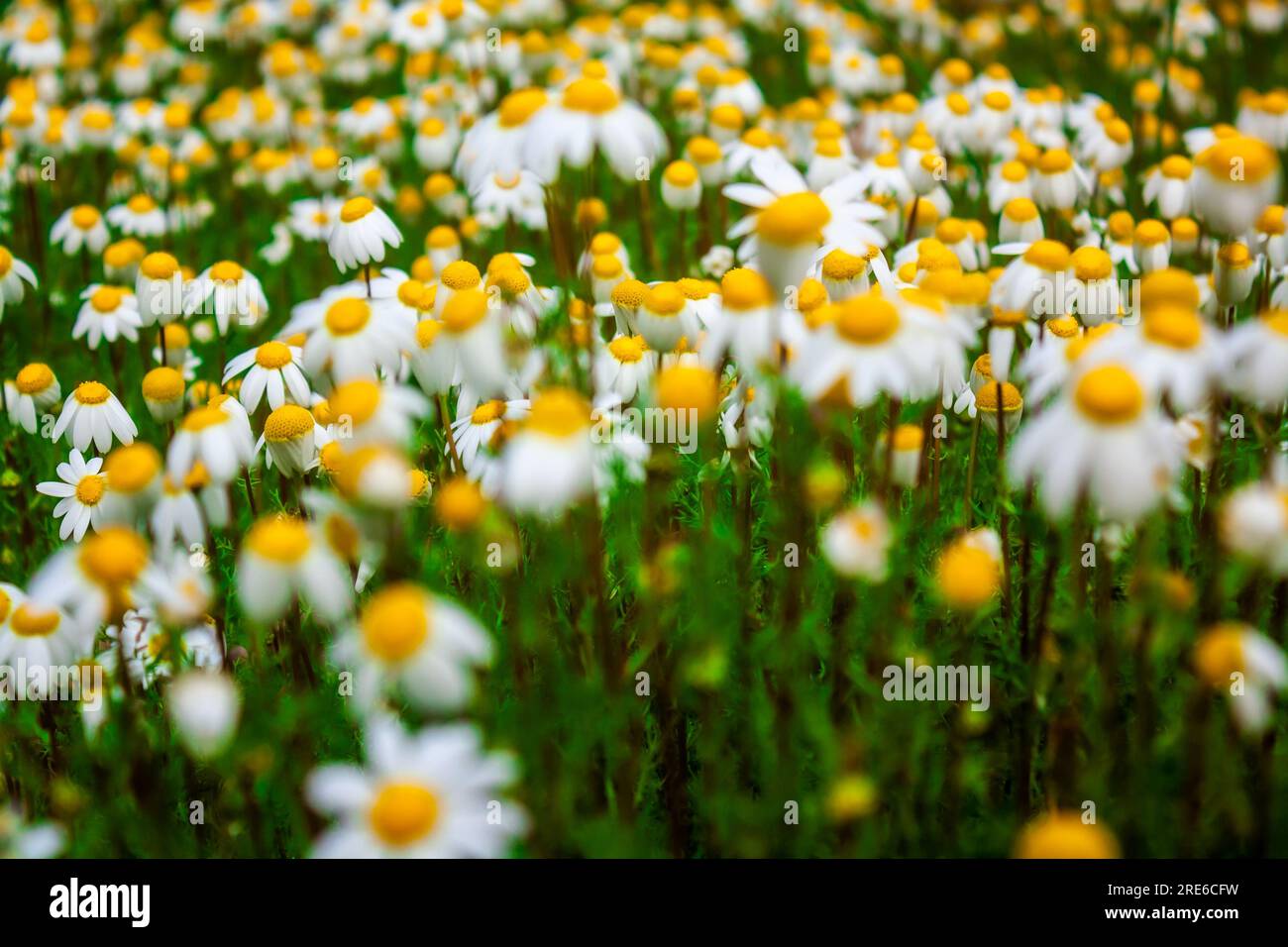Weiße und gelbe Gänseblümchen wachsen auf einer Wiese Stockfoto