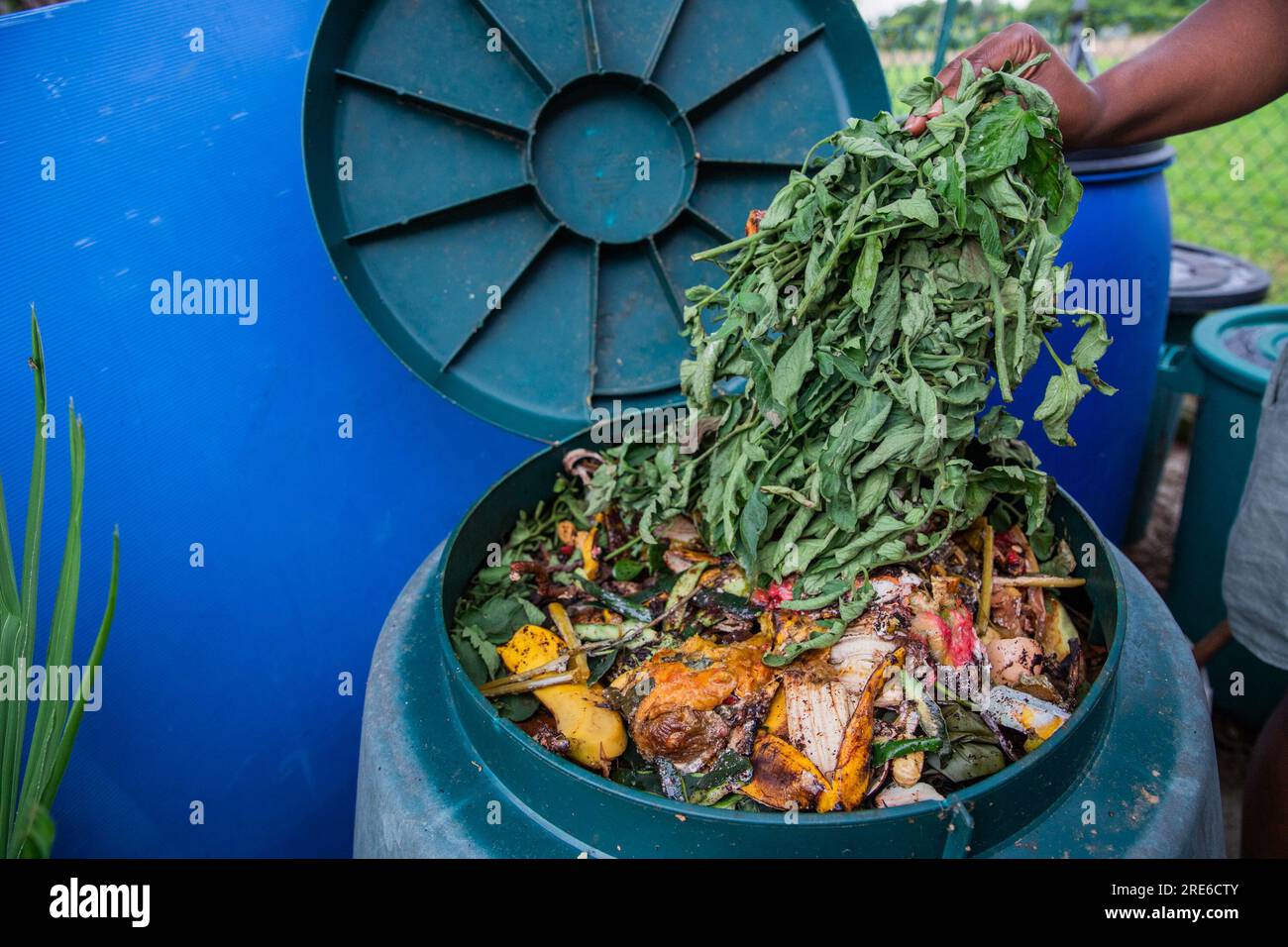 Eine Frau wirft die geschnittenen Pflanzen und organischen Abfälle aus dem Garten in den Kompost Stockfoto