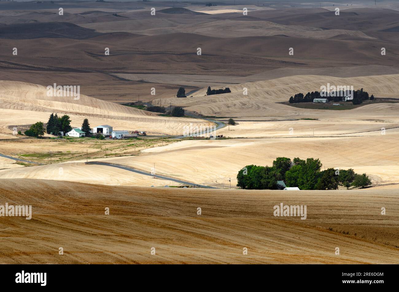 Blassfarbene Weizenfelder mit drei-Tage-Bart, nach der Sommerernte und kleinen Bauernhöfen. Whitman County, Washington, USA. Stockfoto