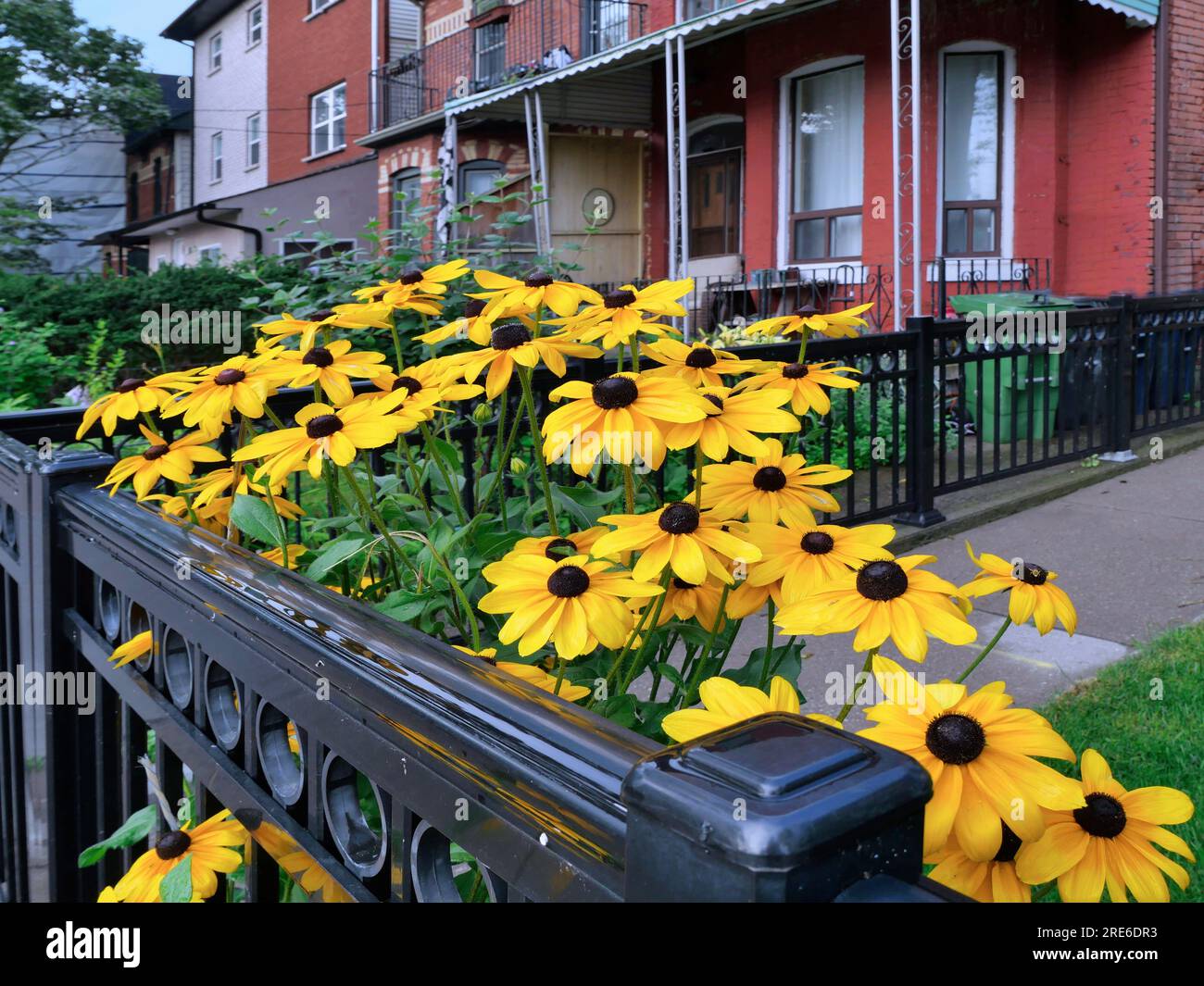 Wohnstraße mit Blumen im Vorgarten Stockfoto