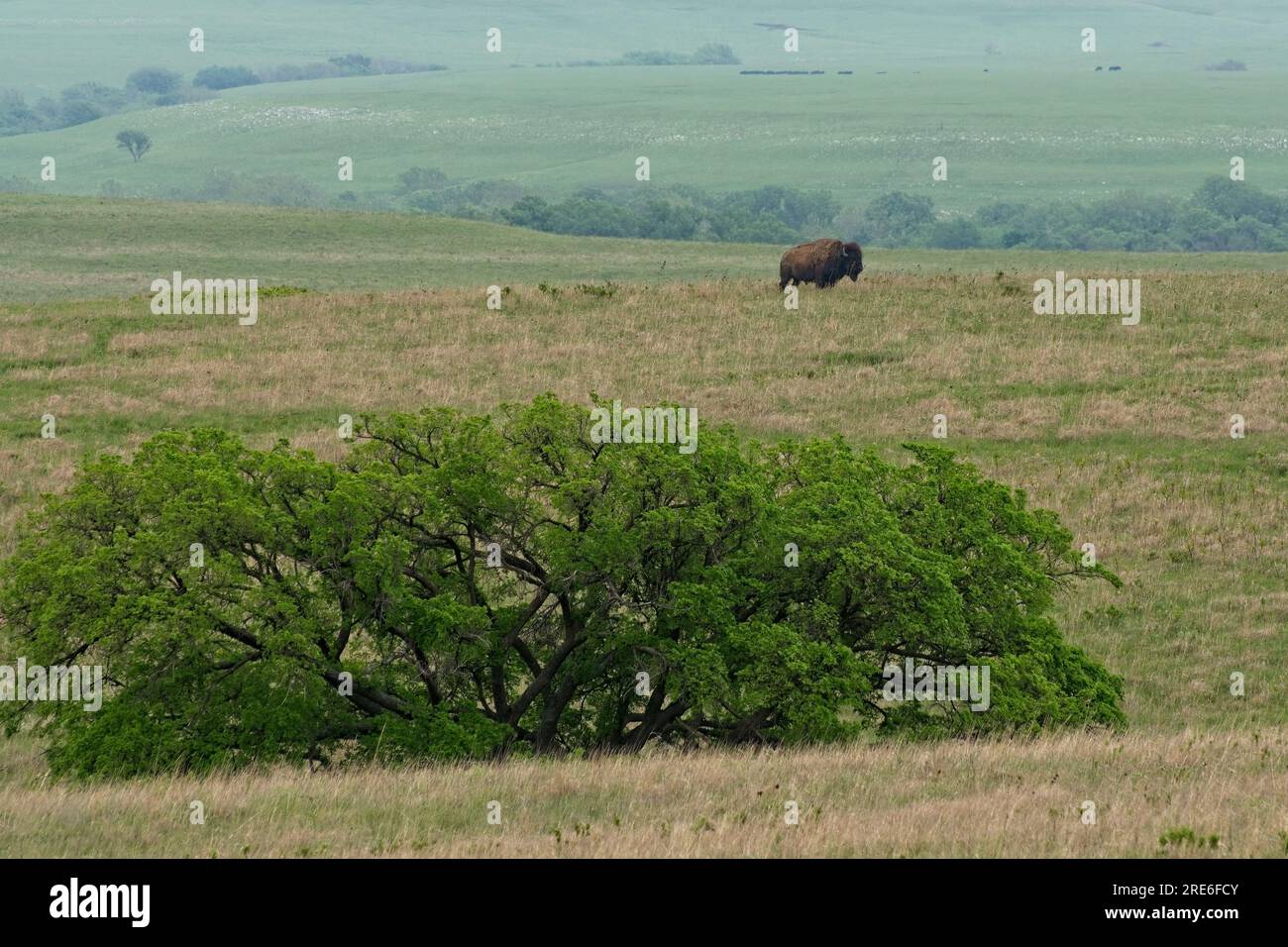 Einsame amerikanische Bisons in den sanften Flint Hills im Tallgrass Prairie National Preserve im Frühling Stockfoto