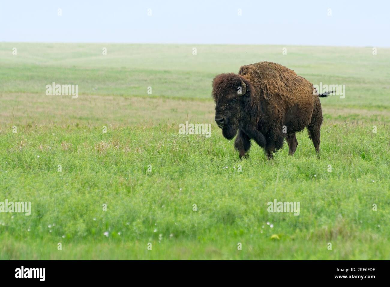 Einsame amerikanische Bisons, die im Frühling durch die sanften Flint Hills im Tallgrass Prairie National Preserve wandern Stockfoto