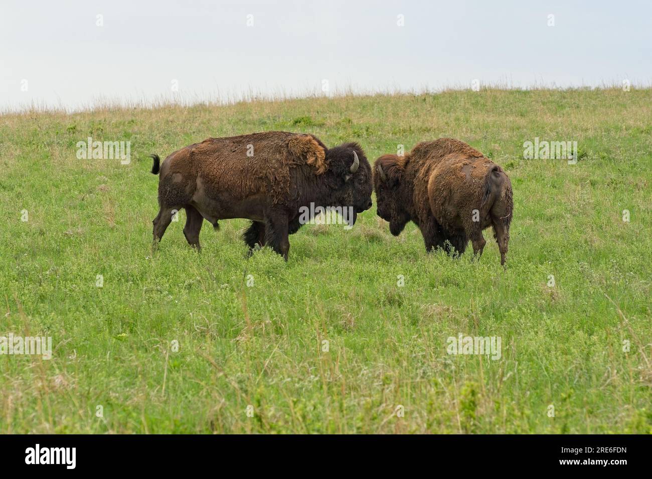 Zwei amerikanische Bisons fahren im Frühling auf sanften Steinhügeln im Tallgrass Prairie National Preserve Stockfoto