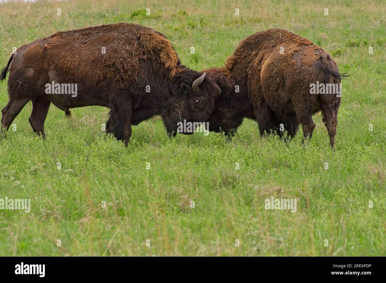 Zwei amerikanische Bisons nehmen im Frühling auf den Weiden des Tallgrass Prairie National Preserve Teil Stockfoto