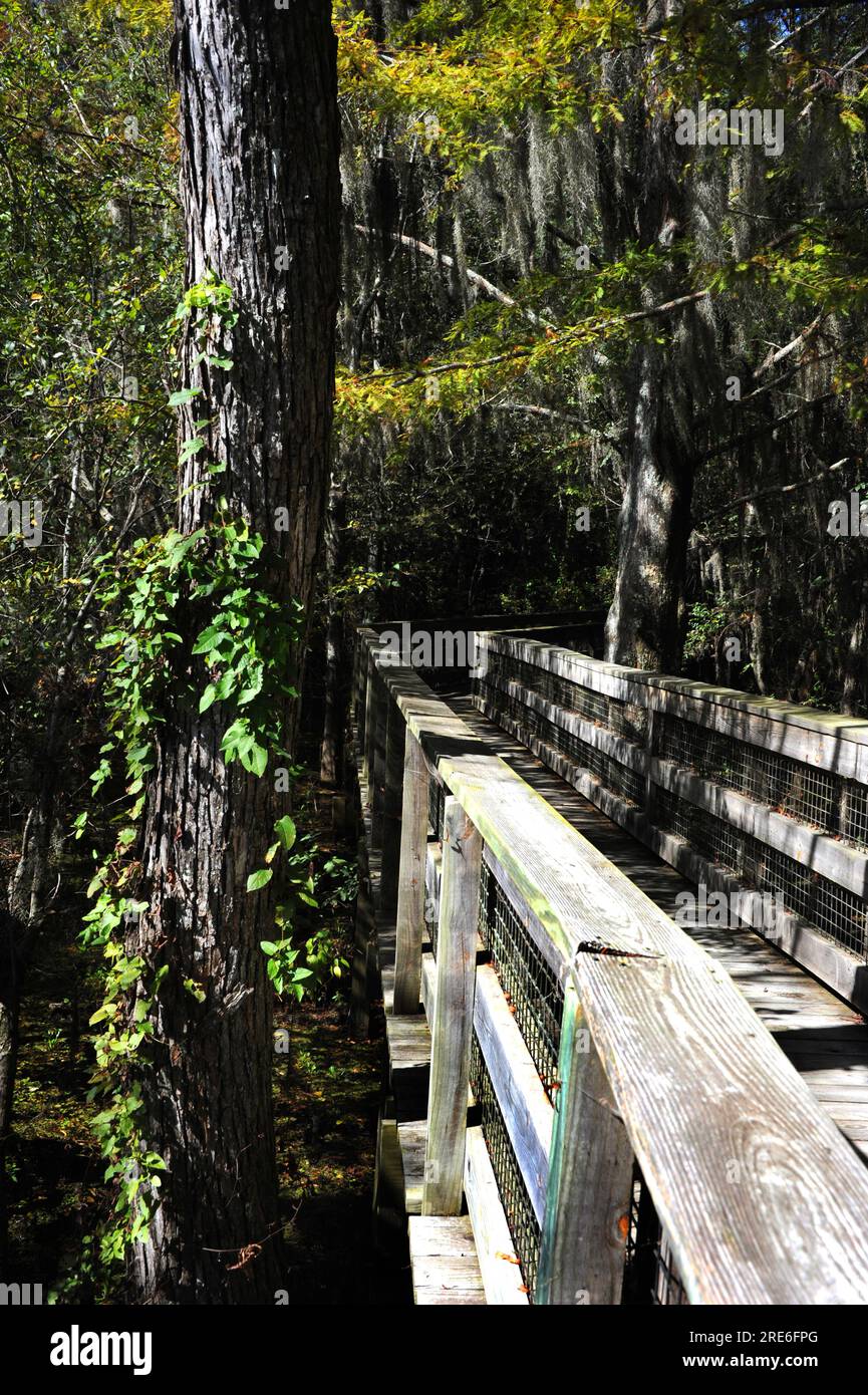 Einsamkeit umgibt Sie, während Sie die rustikale, schattige Holzpromenade im Black Bayou Lake National Wildlife Refuge in Monroe Louisiana entlang gehen. Stockfoto