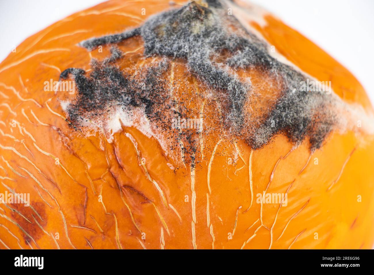 Nahaufnahme von Schimmel auf Früchten. Schimmelige Melone. Das Essen war verdorben. Unsachgemäße Lagerung von Gemüse. Stockfoto