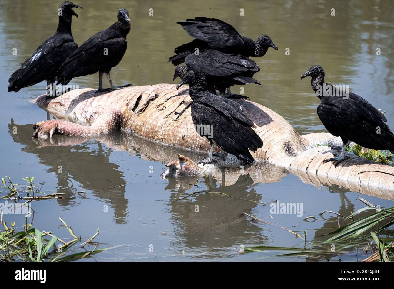 Das ist der Kreislauf des Lebens. Wir wissen nicht, was den Aligator getötet hat, aber der Tod füttert die Vögel und wahrscheinlich ihre Jungen. Es ist nicht hübsch, es ist Stockfoto