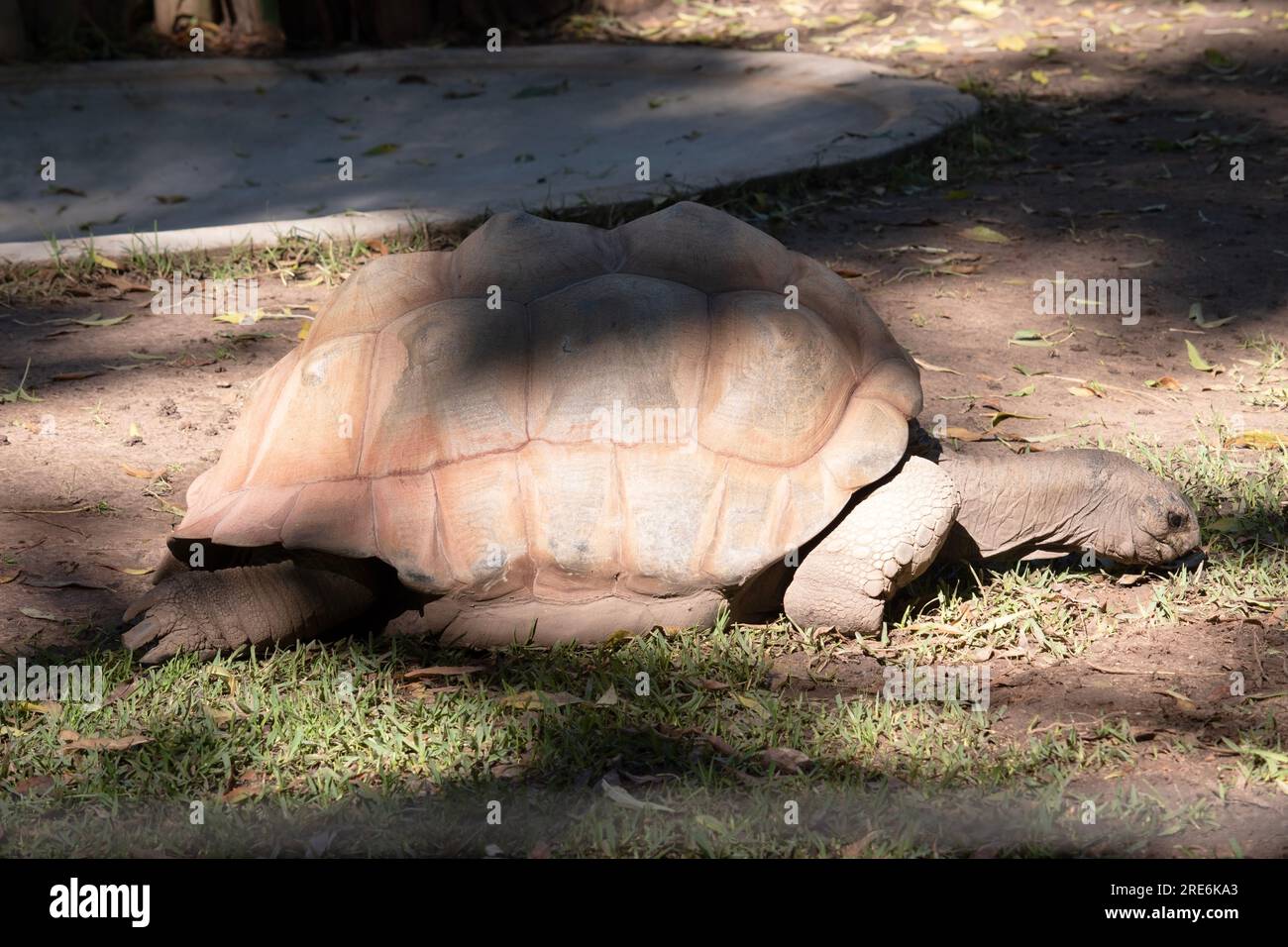 Aldabras Schildkröten sind eine der weltweit größten Landschildkröten Stockfoto