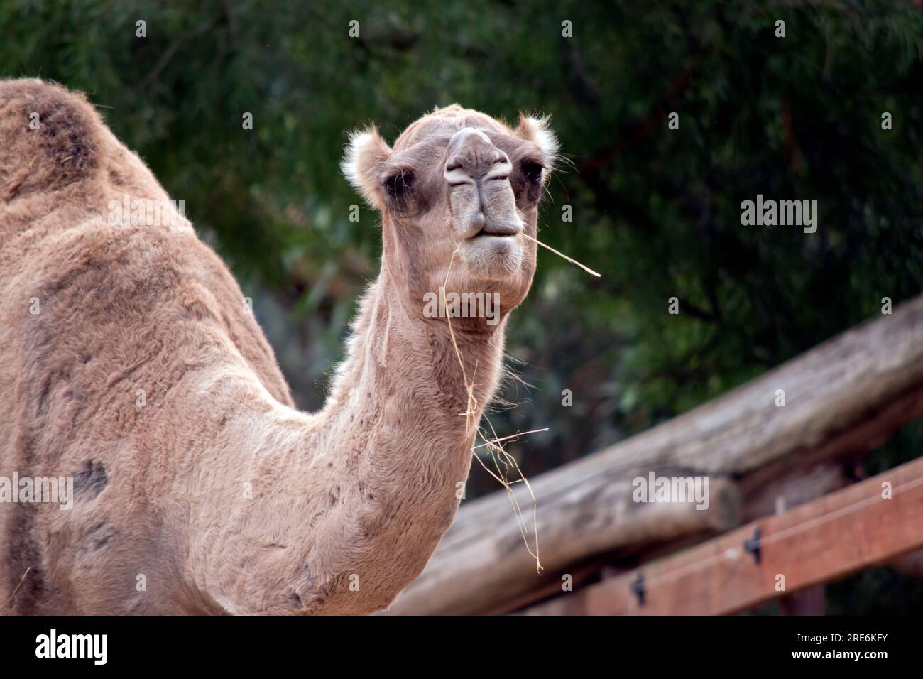 Kamele sind Säugetiere mit braunen Augen, langen Wimpern, einer großlippigen Schnauze und einem Buckel. Stockfoto