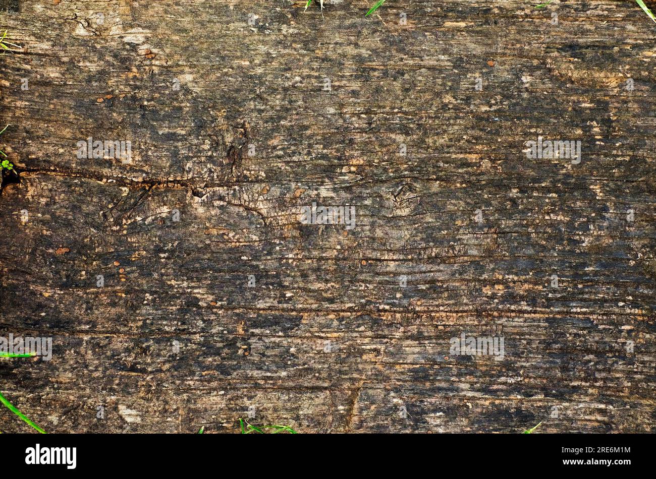 Warme braune, helle natürliche Holzoberfläche mit verstreuten Vegetationsanklängen im Rahmen. Stockfoto