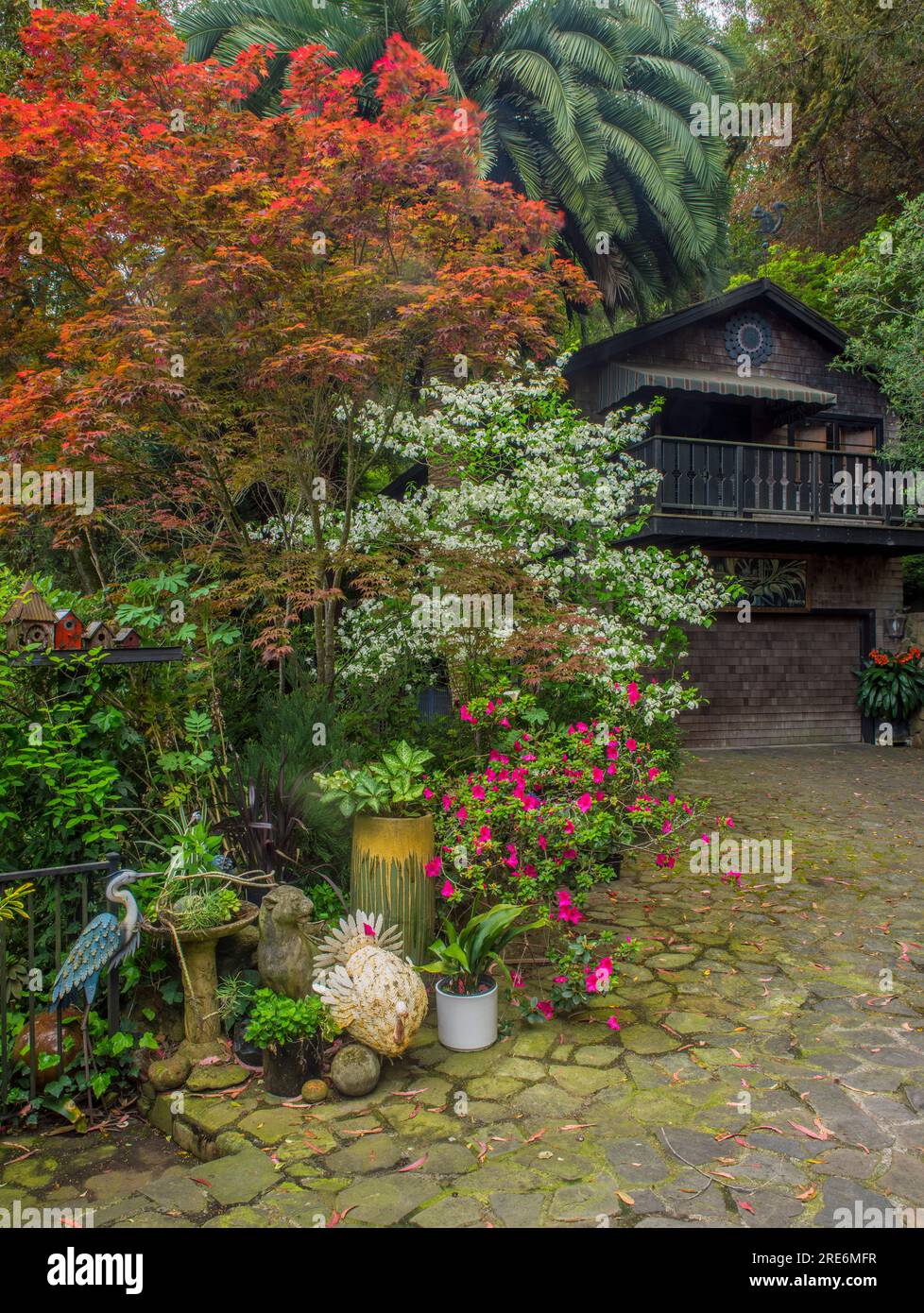 Japanischer Ahorn, Dogwood, The Studio, Cypress Garden, Mill Valley, Kalifornien Stockfoto