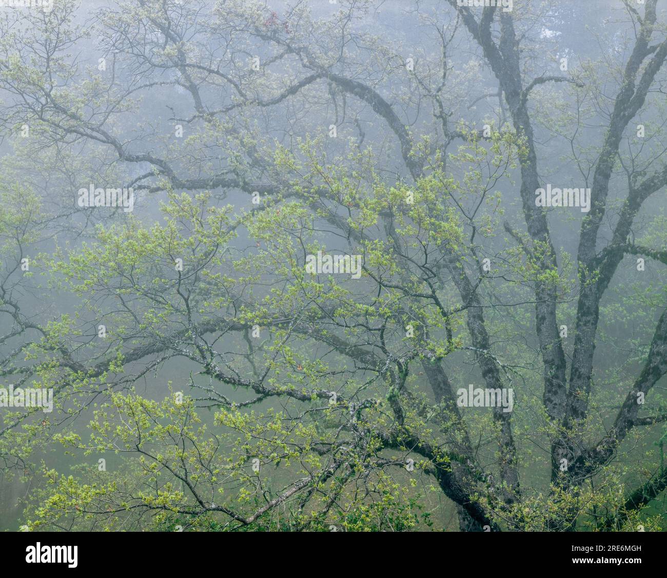Coastal Fog, Budding Live Oak, Los Padres National Forest, Big Sur, Monterey County, Kalifornien Stockfoto