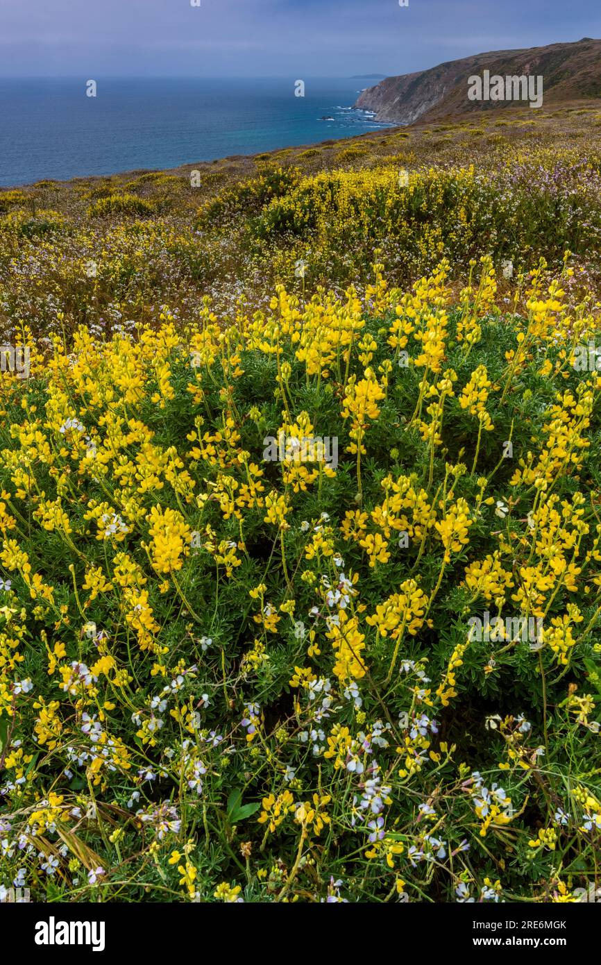 Yellow Tree Lupin, Wild Radish, Tomales Point, Point Reyes National Seashore, Burton Wilderness, Marin County, Kalifornien Stockfoto