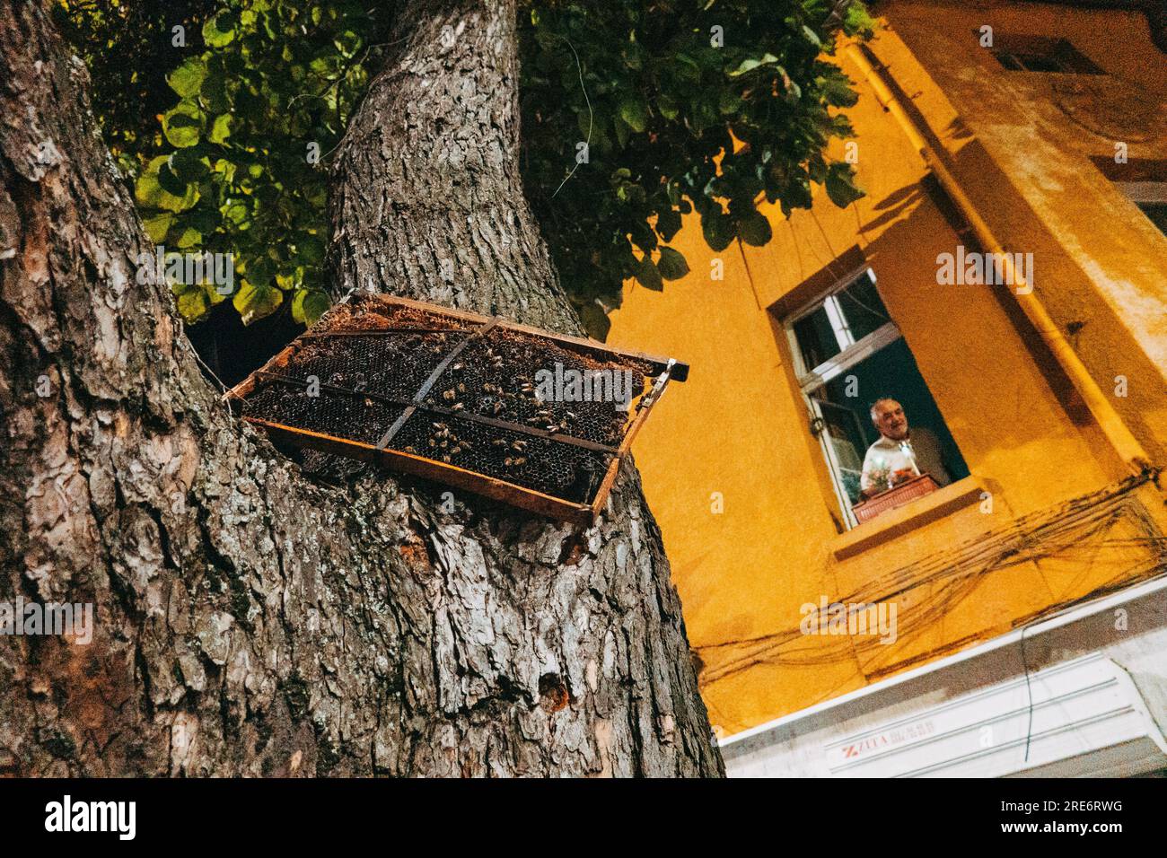 Ein Bienenstockrahmen, der an einen Baum auf einer öffentlichen Straße in der Stadt Plowdiw, Bulgarien, gefesselt ist Stockfoto