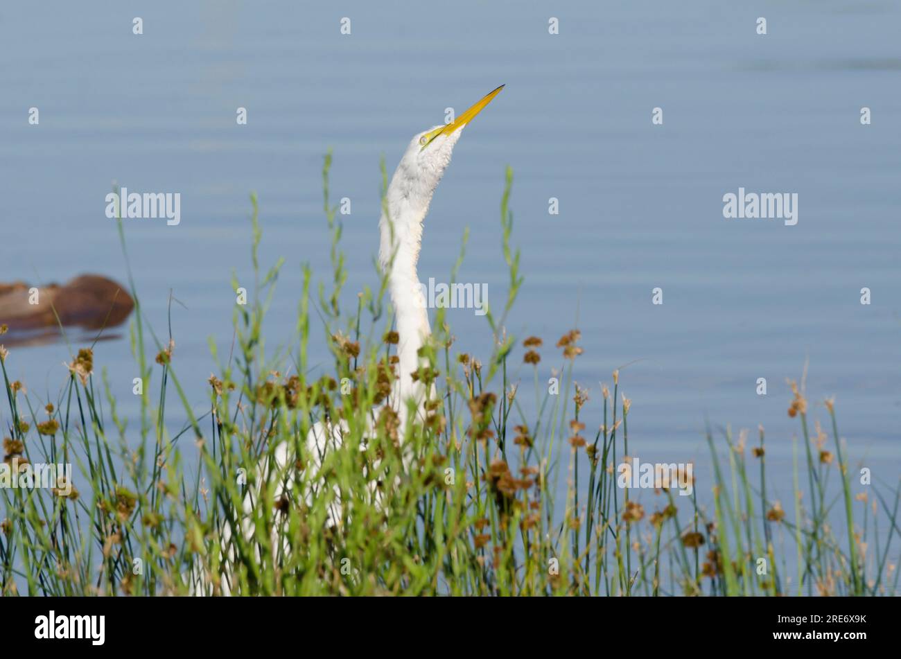 Großer Egret, Ardea alba, schüttelt Wasser ab Stockfoto