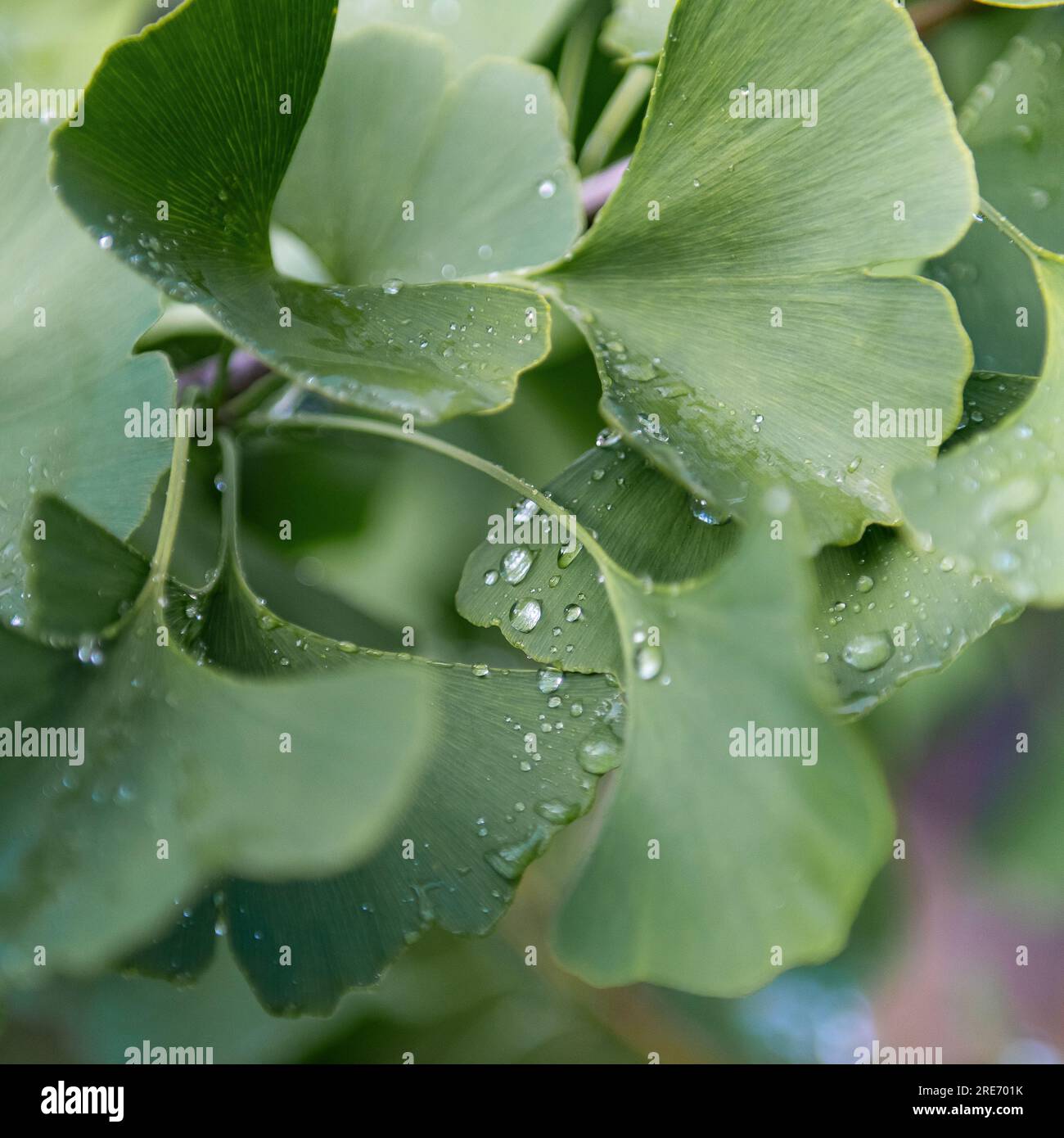 Wassertropfen auf einem Ginkgo-Biloba-Blatt - Tau auf den Blättern Stockfoto