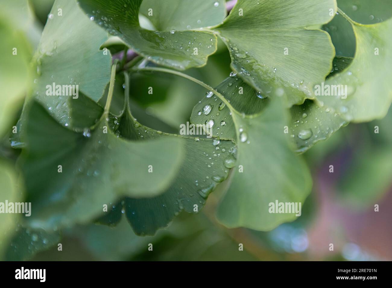 Wassertropfen auf einem Ginkgo-Biloba-Blatt - Tau auf den Blättern Stockfoto