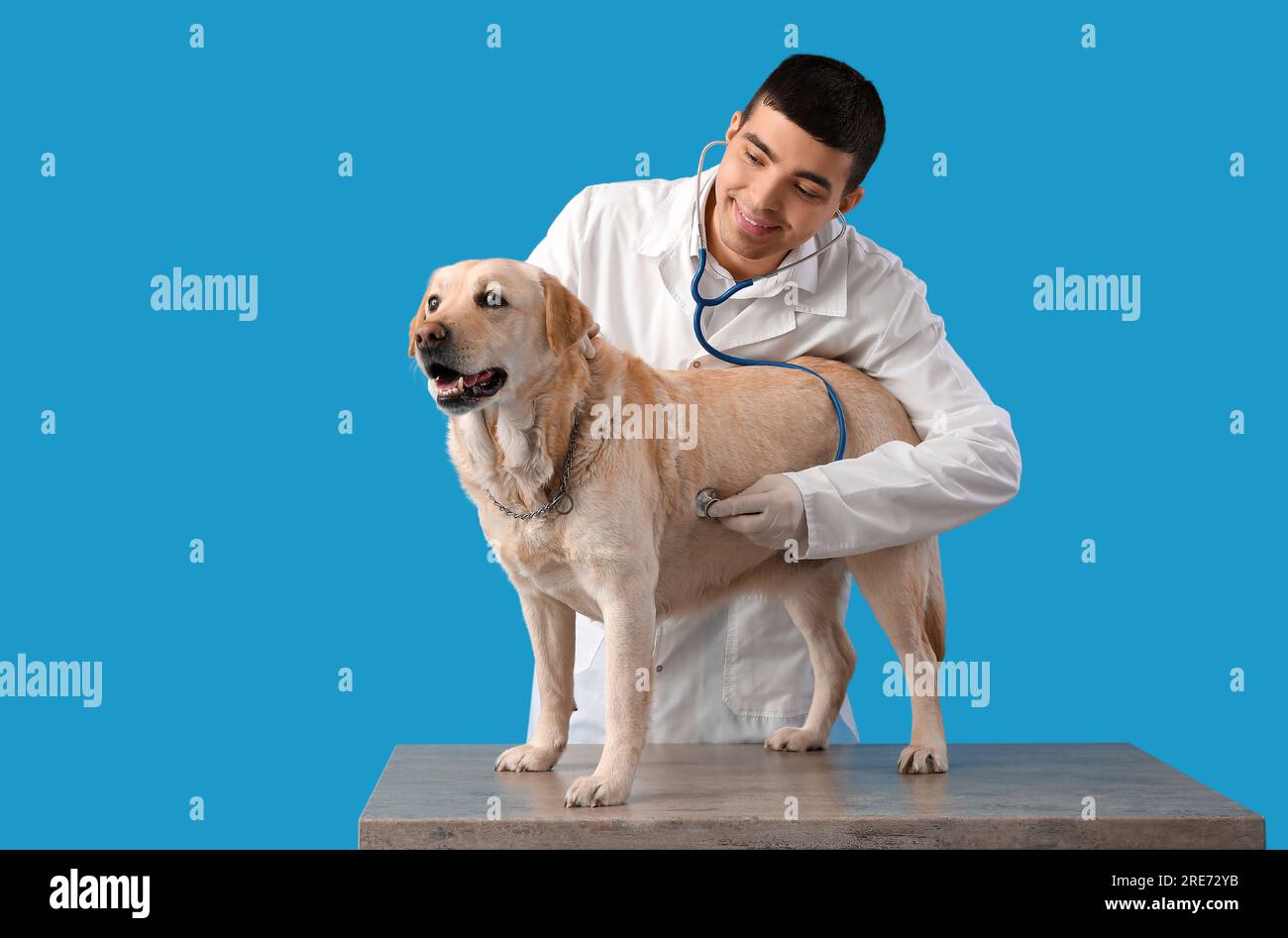 Männlicher Tierarzt untersucht süßen Labrador-Hund auf blauem Hintergrund Stockfoto